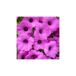 Supertunia Vista Sadzonki