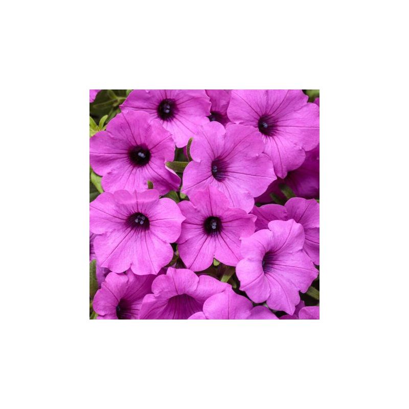 Supertunia Vista sadzonki